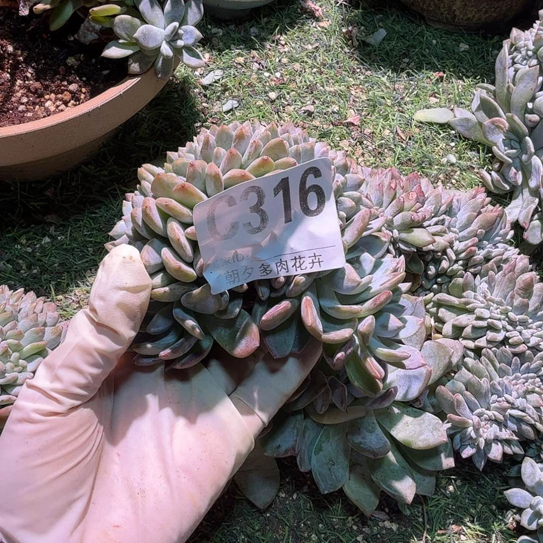 虫***虫星影缀化呀呀呀呀