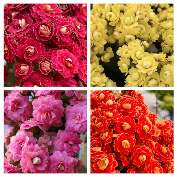 【红狐狸+艾米丽+苹果花+金狐狸】13cm0℃ 地区请拍保温不拍冻坏不赔