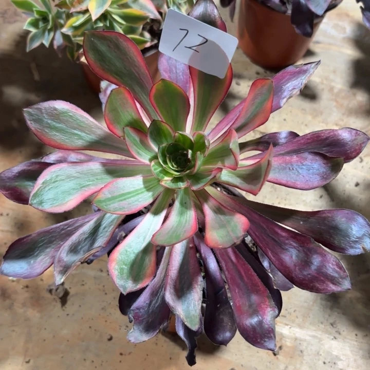 自***者无花朵072特价火凤无售后