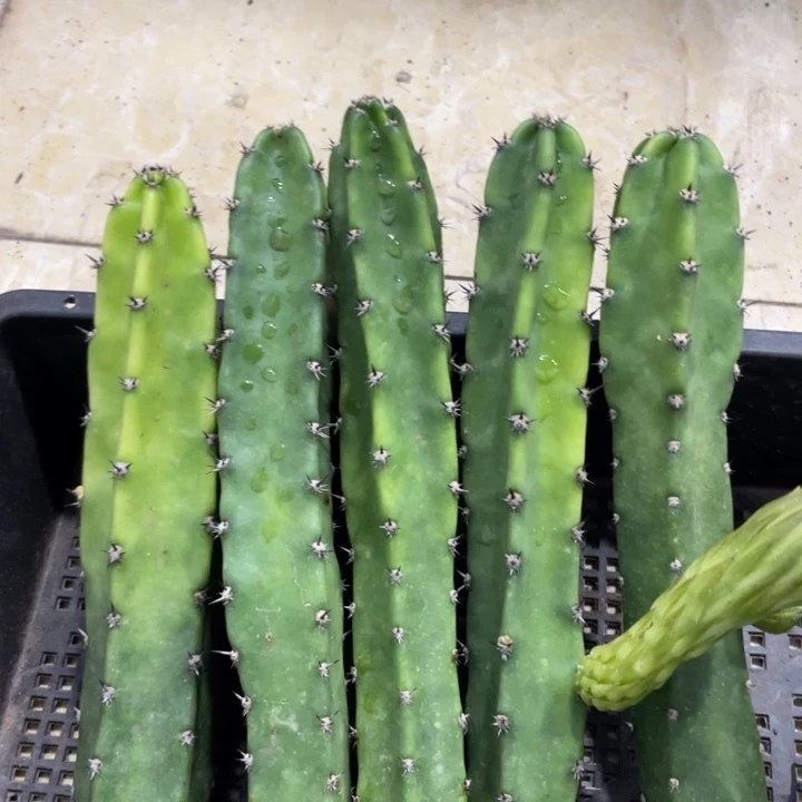 红花袖铺实生一代侧芽