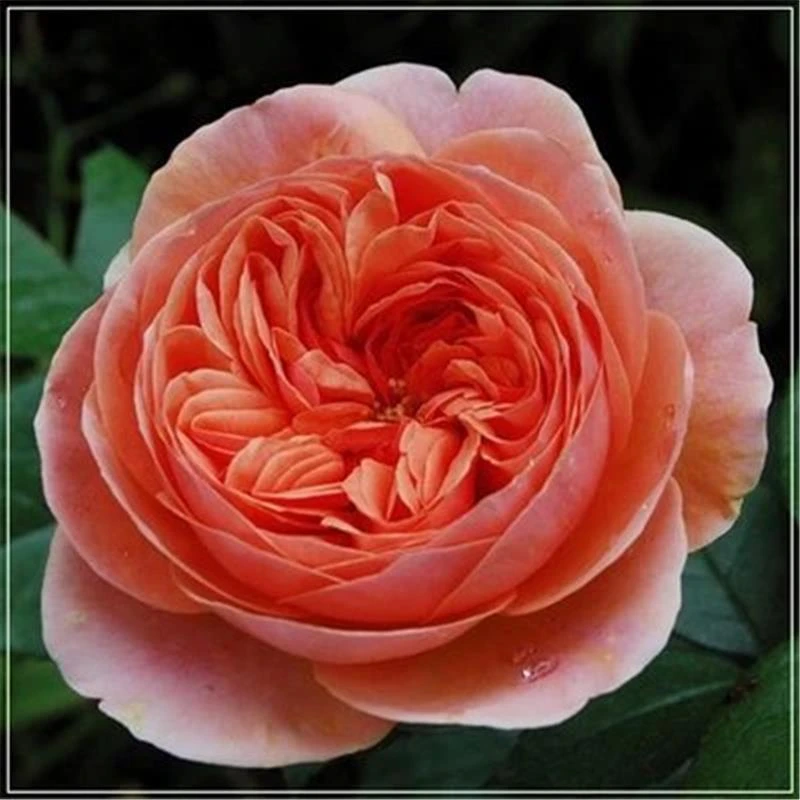 音乐馆 欧月爬藤月季花玫粉卉欧月四季开花蔷薇橙瑰花色苗易成活