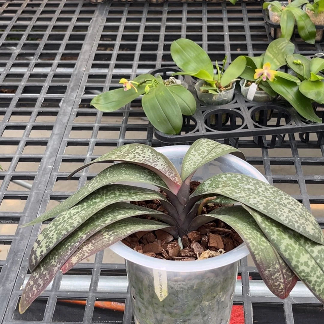 无花朵8寸t2202抽梗苗