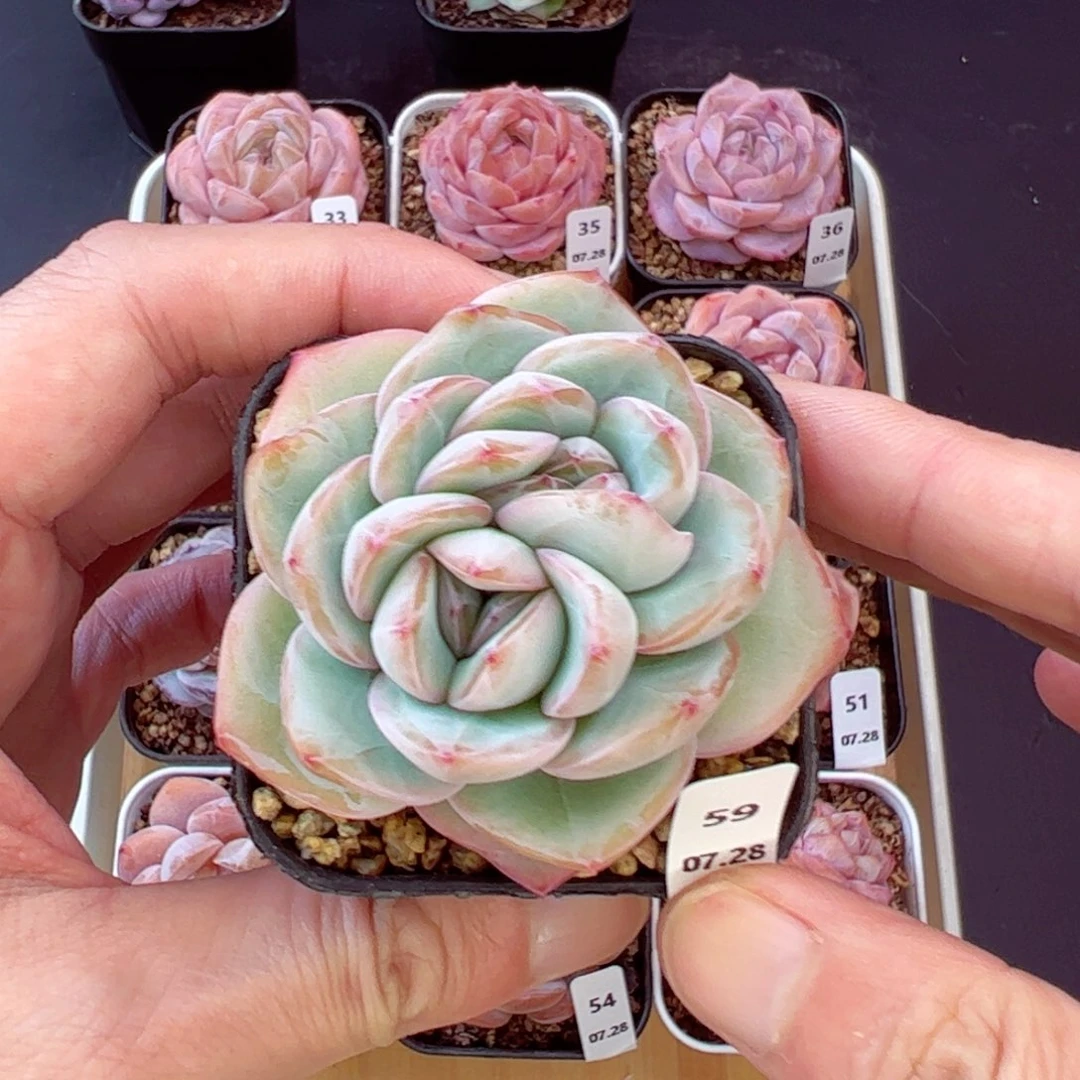 大白兔59、哈哈哈哈哈