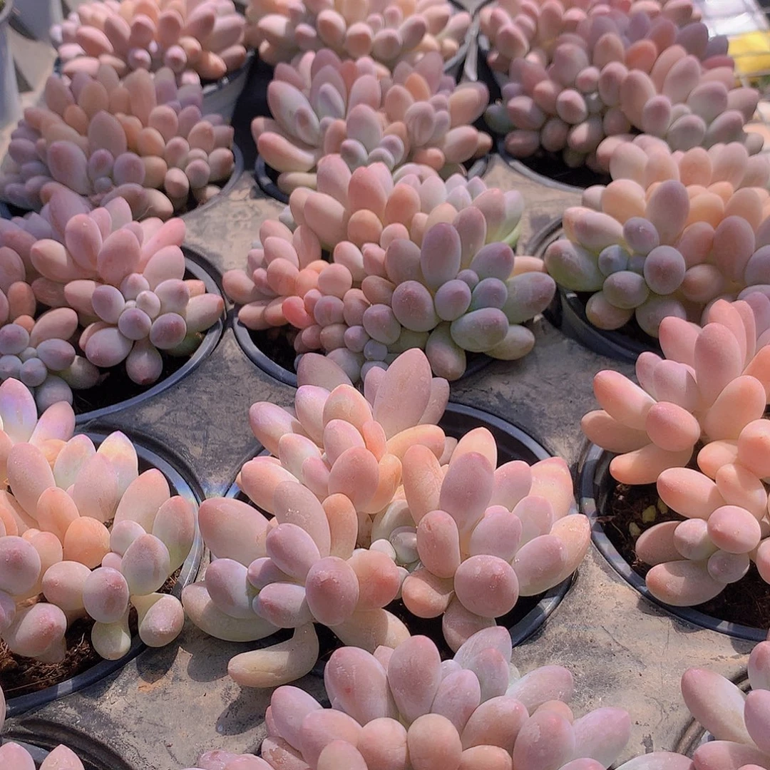 汤圆2456789“榴莲泡泡泡泡