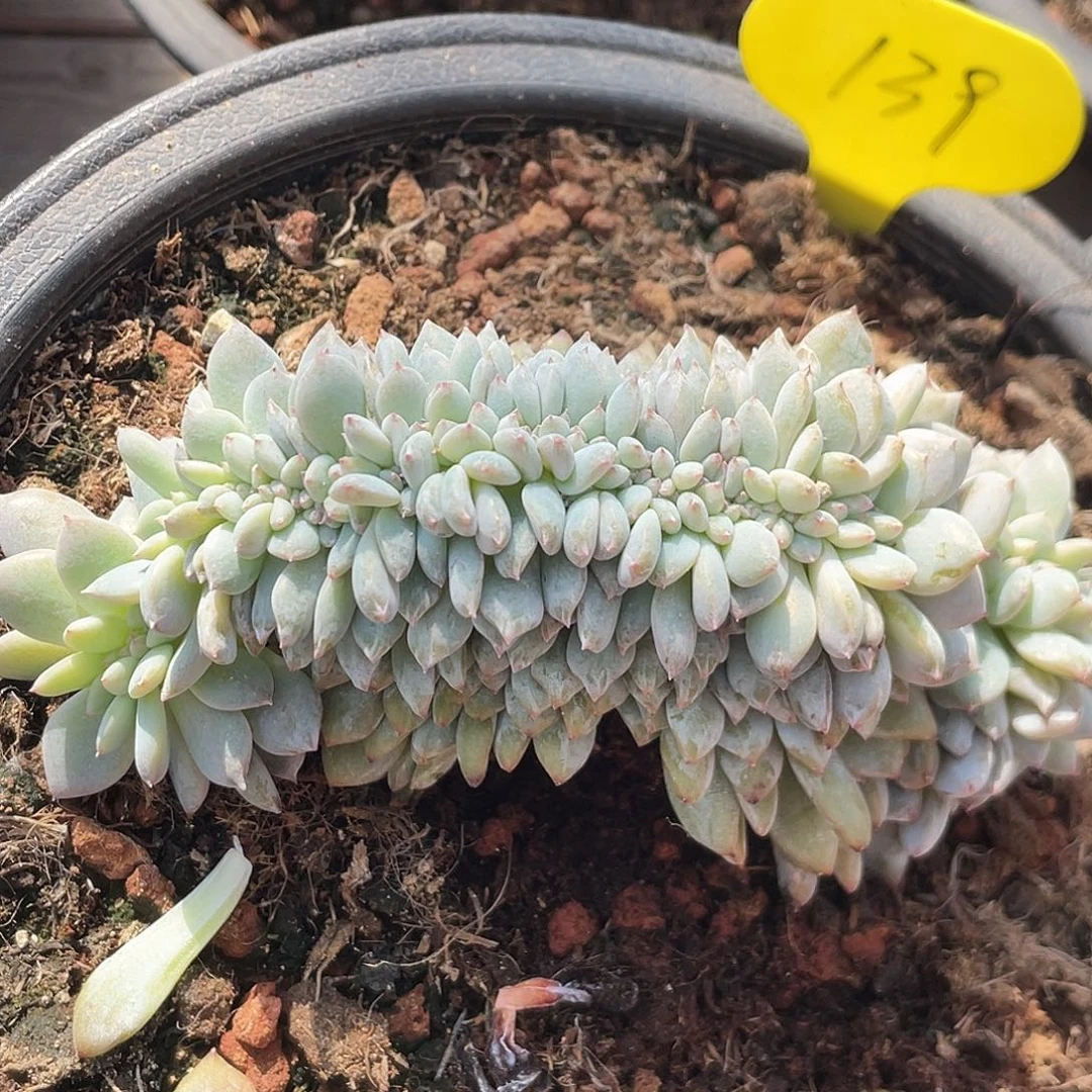 杨****石榴子星影缀化139