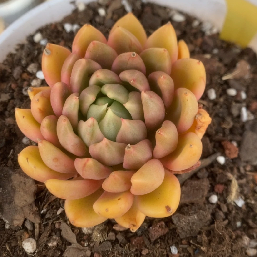 506红酒锦锦锦锦锦