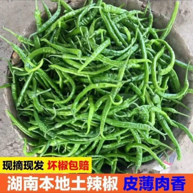 【小哥助农】本地老品种 青椒 2斤 中辣香辣