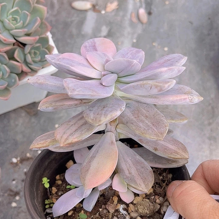 华丽风车锦27127多肉植物