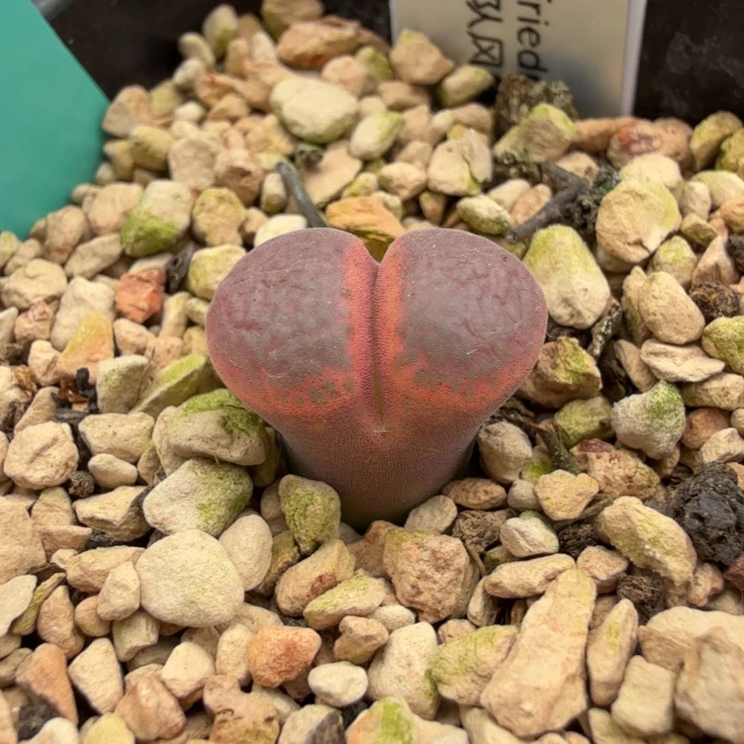 日本美二队 11-5-L51。