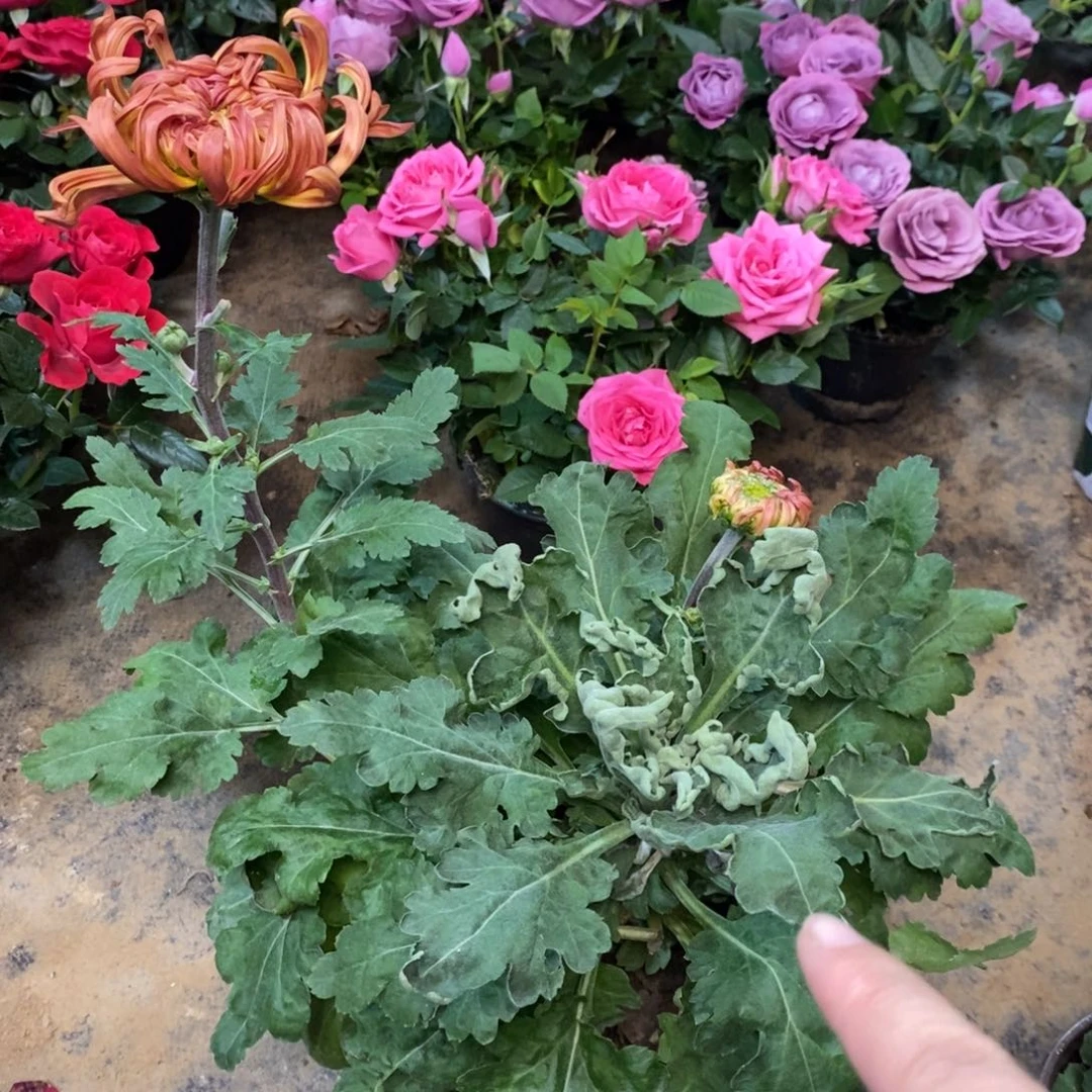 完全开放555588558