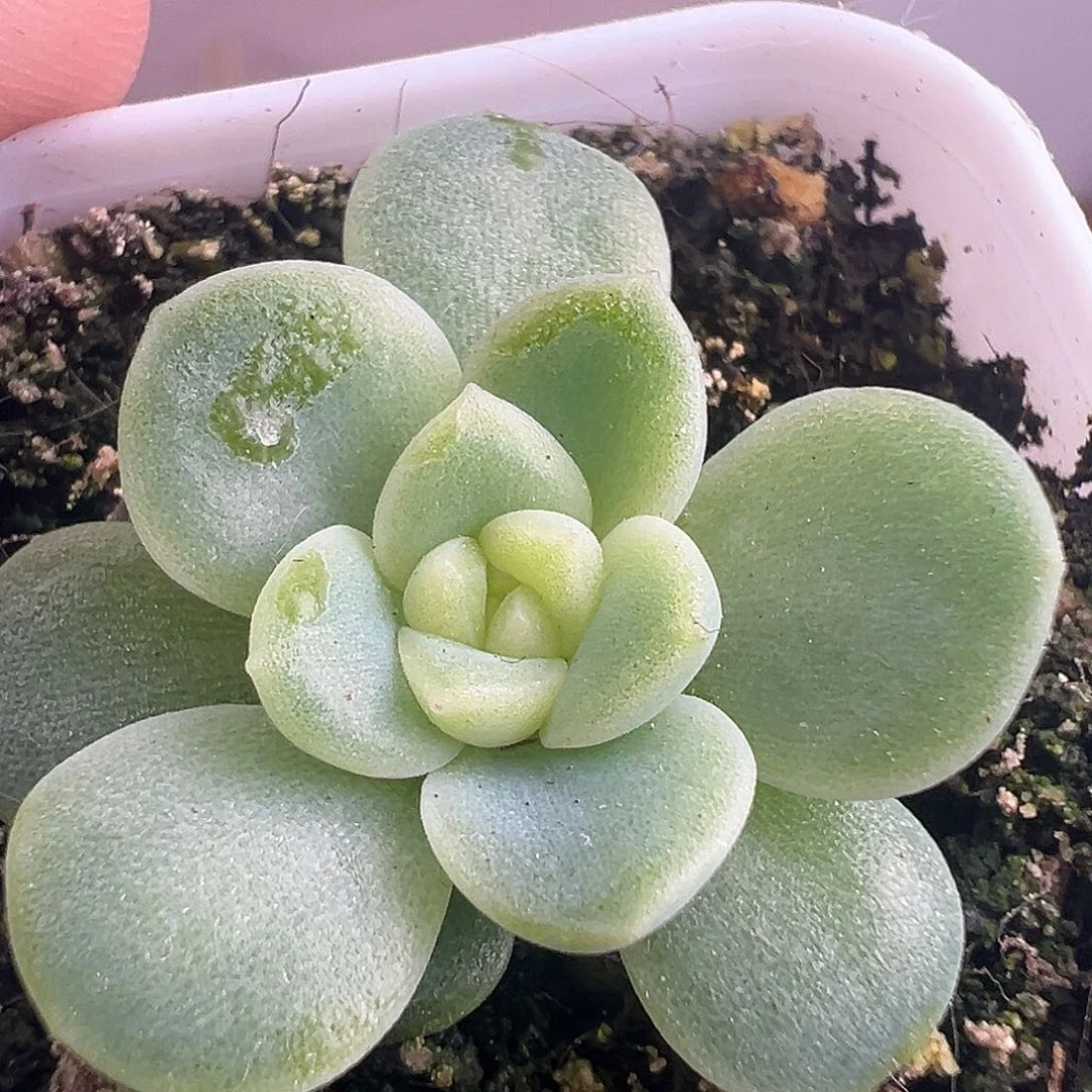 原价28 财富密码Ｃ１