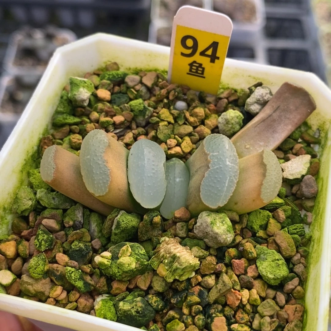 94穿奇蓝十二卷多肉植物