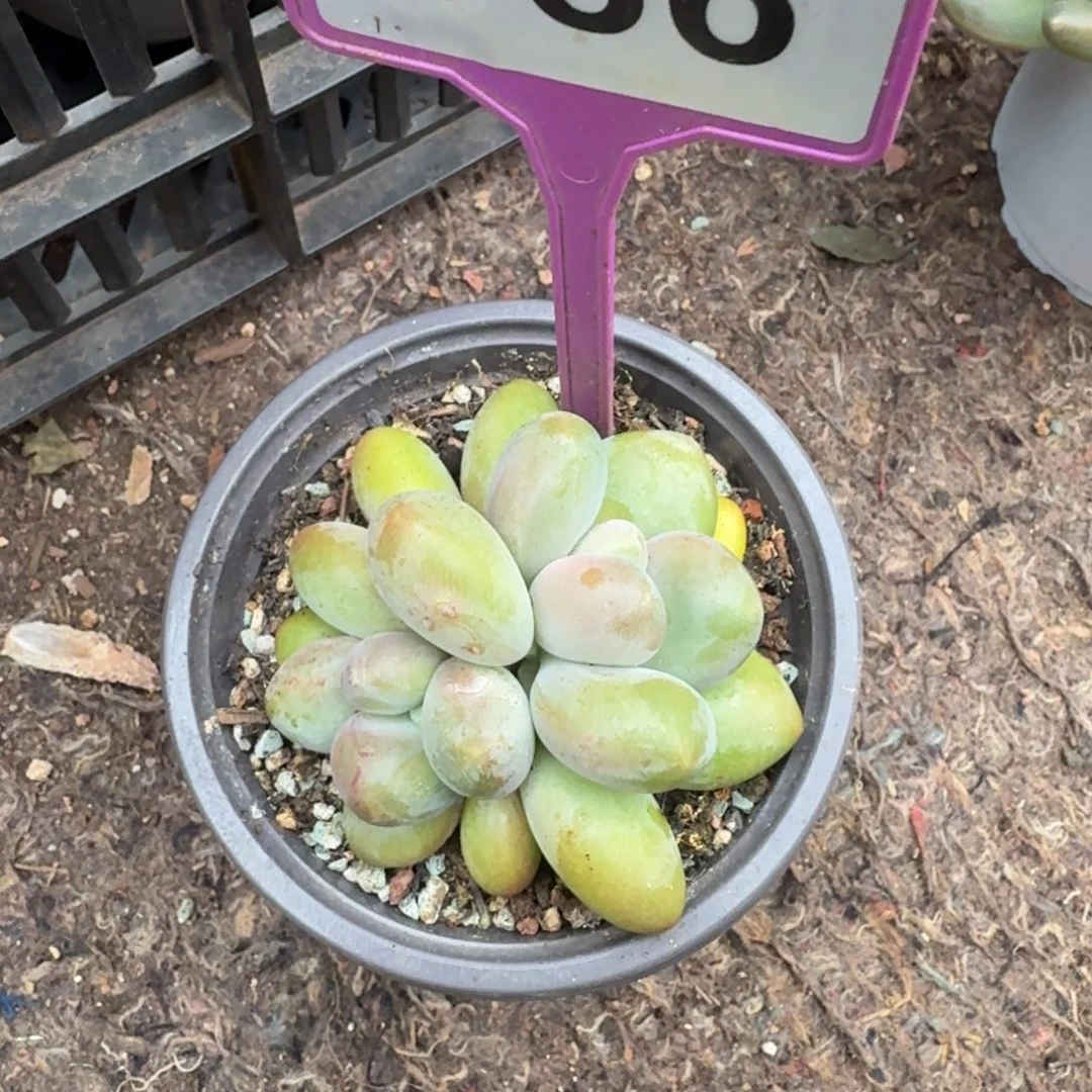 淑***娟多肉植物漂亮双头786