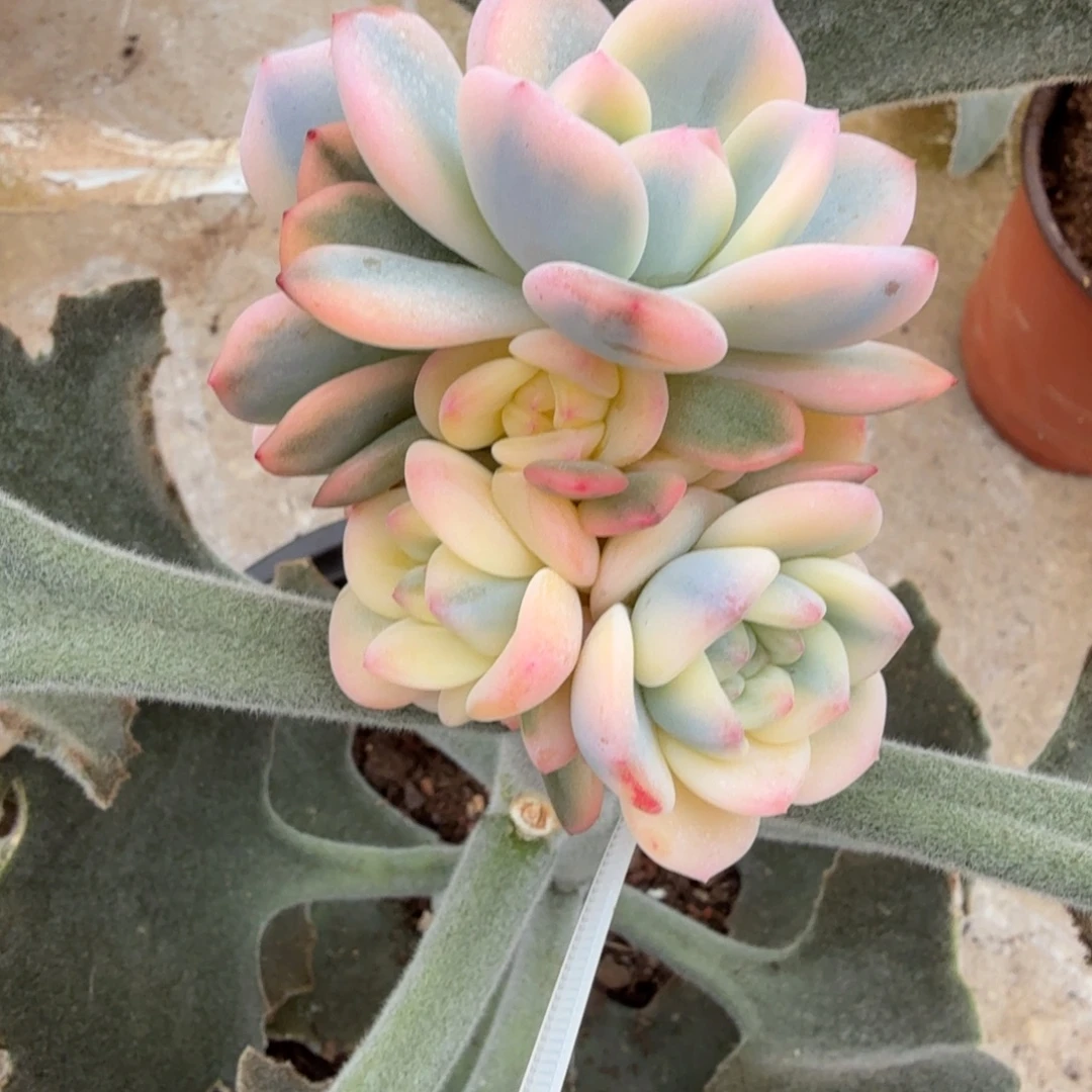 柚***子星影锦群锦上园艺一物一拍