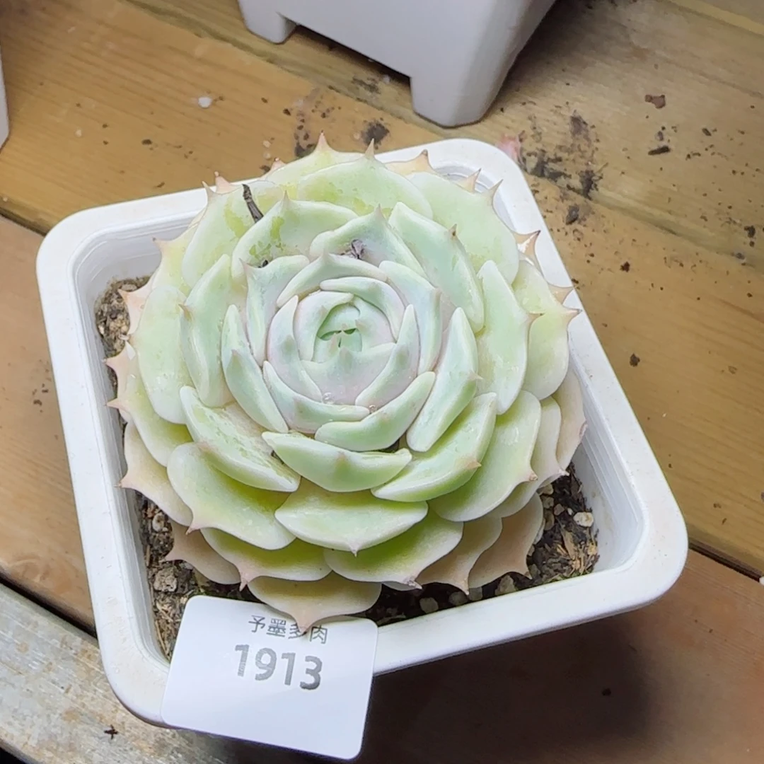 露娜莲，1913多肉植物