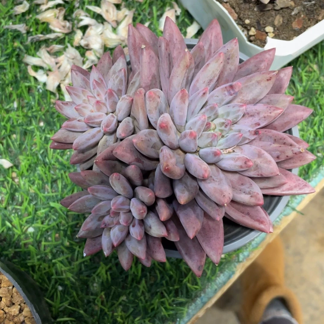 红蜻蜓冠幅12 公分一物一拍