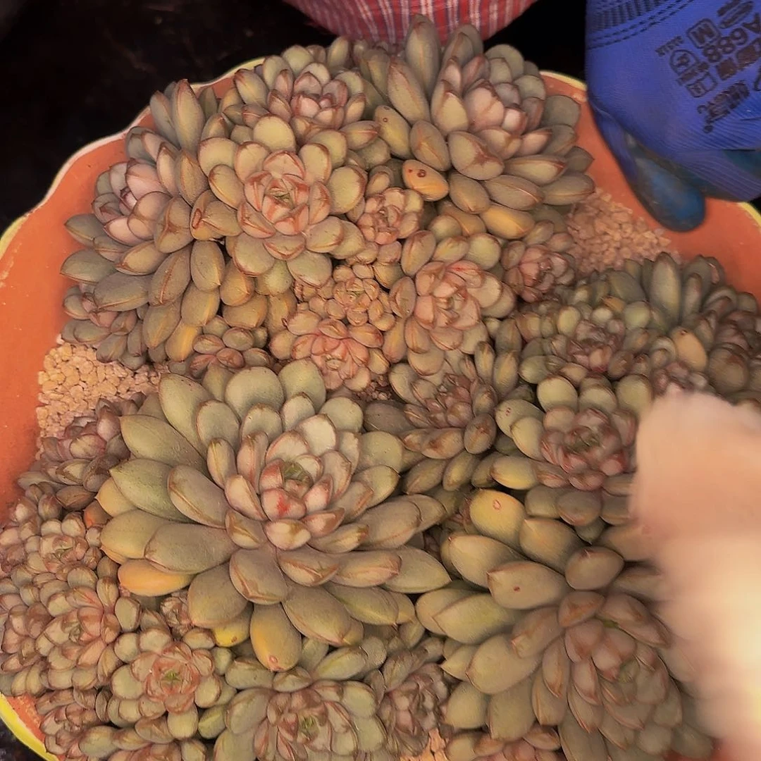 阿****龙健健康康快快乐乐啦咯小杨