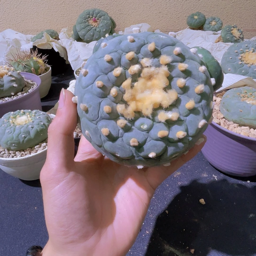 无花朵直播间福利海鲜银