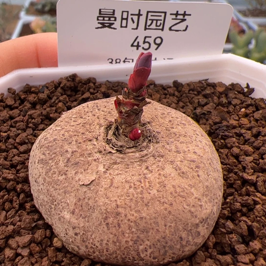 459号玫瑰大戟2.10多肉