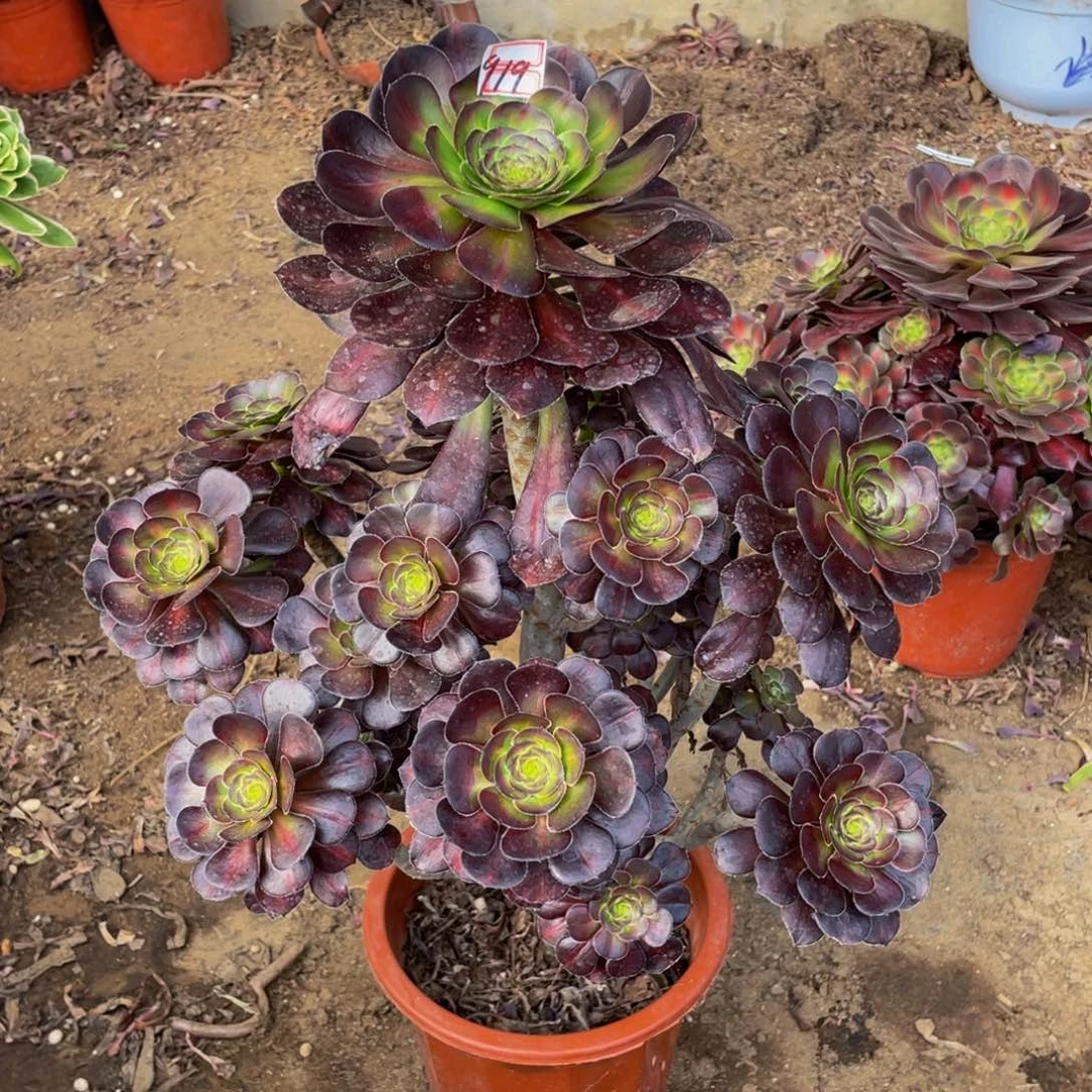 李**来919晚霞鲜花老桩