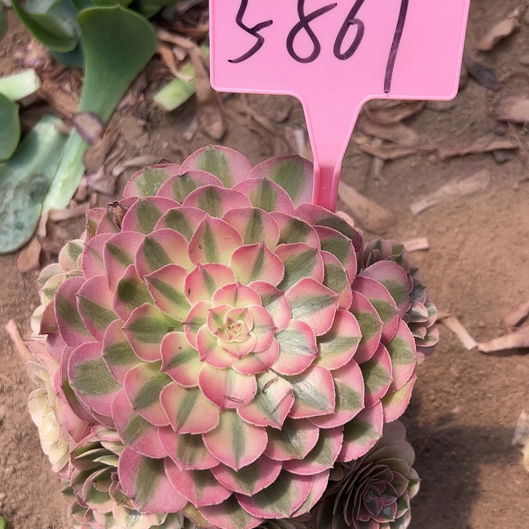 3-861倾城多肉法师