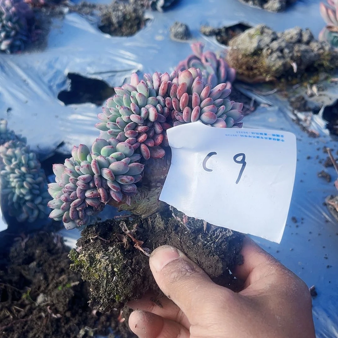 骑****鲸c9玛瑙多肉植物