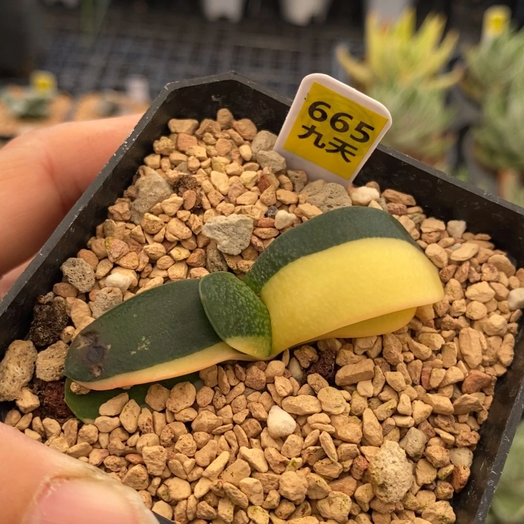 665号珍珠卧牛锦多肉