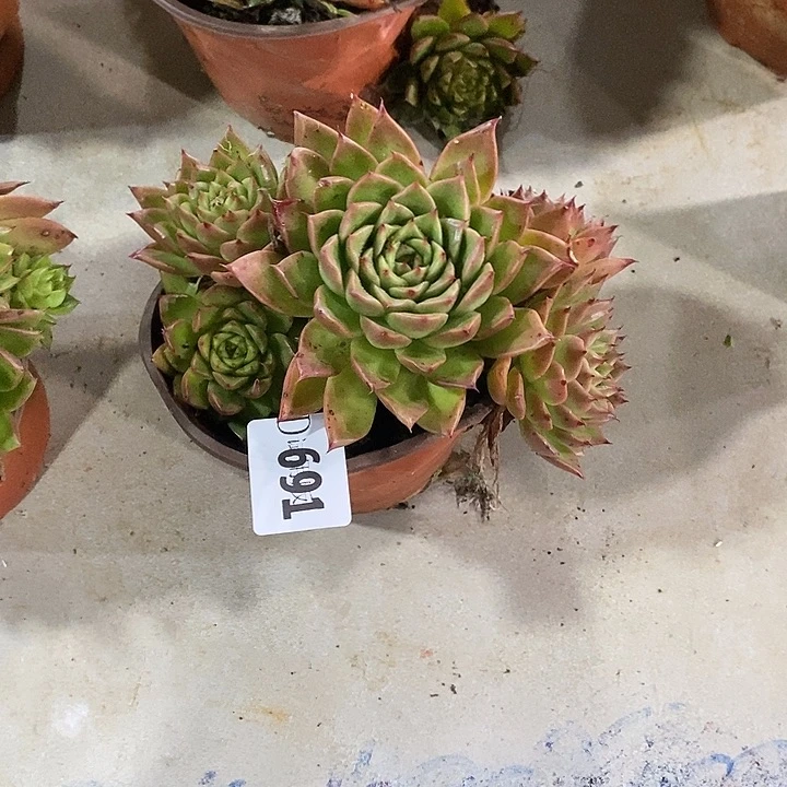 x***n691青椒冬云多肉植物