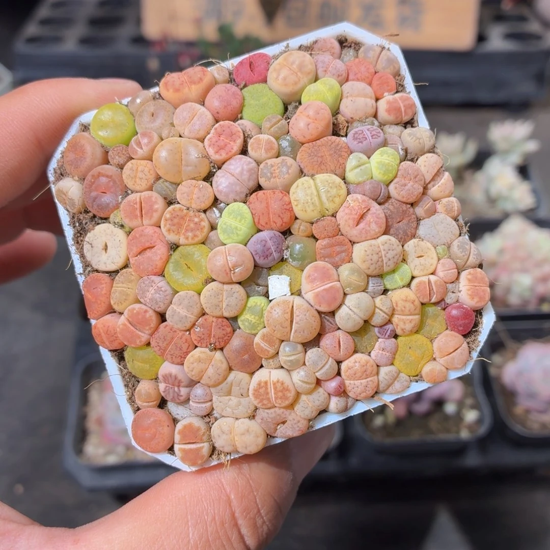 7方生石花切糕多肉9.9包邮发货