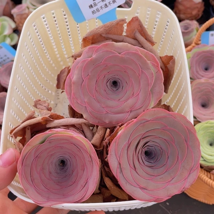 粤***味山地玫瑰213裸根发货不售后