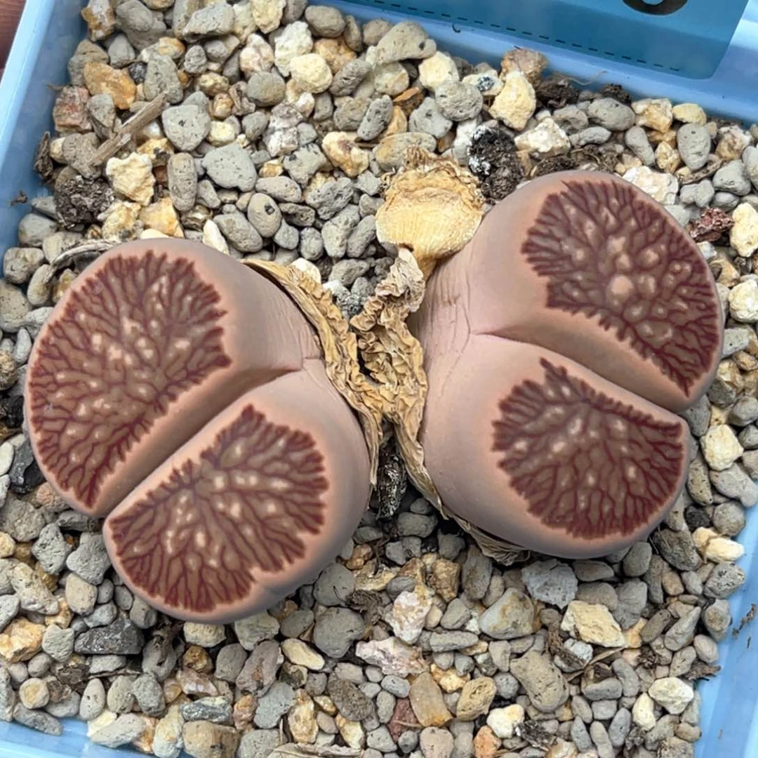 5360双头红窗菊一颗。