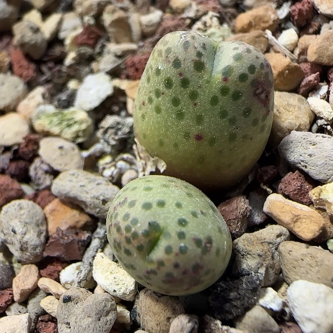 哈哈哈哈哈集。   878