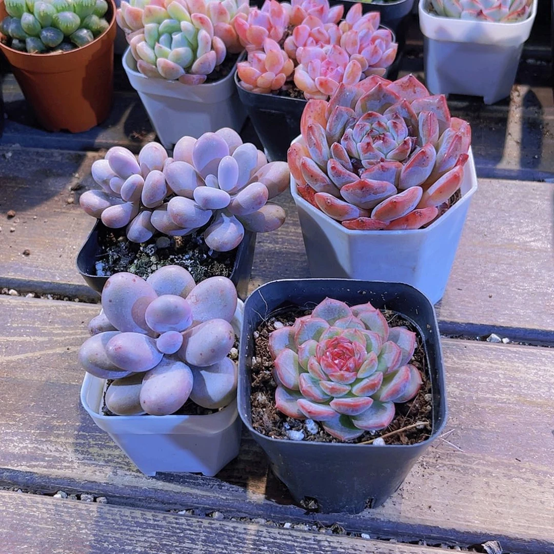 桃蛋。奶酪 琴心。溏心