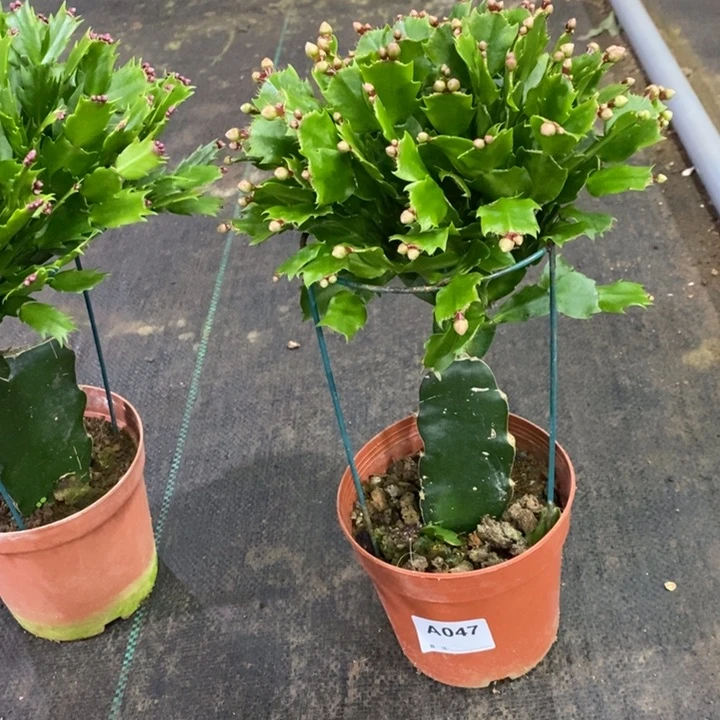 当前无花栽培后可以开花1****6047嫁接黄索