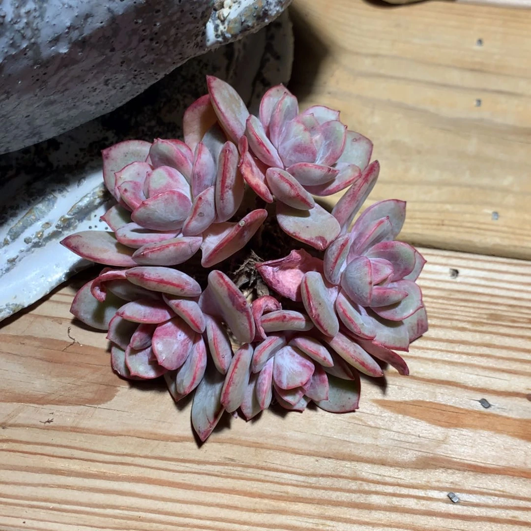 木**呀木木呀绿薄荷