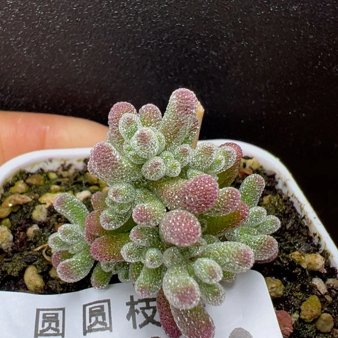 优选dy5286实生紫冰晶杂冠幅3cm