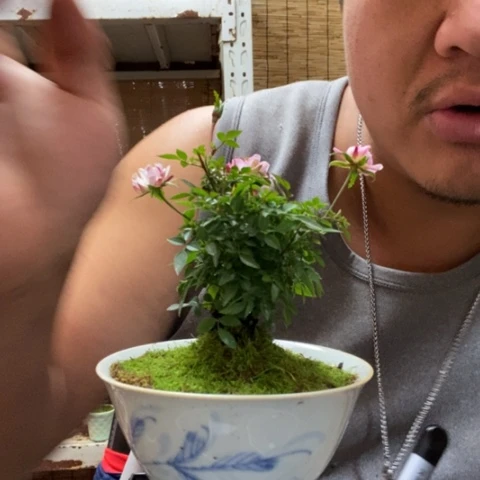 红陶高***姥一物一拍所见即所得95