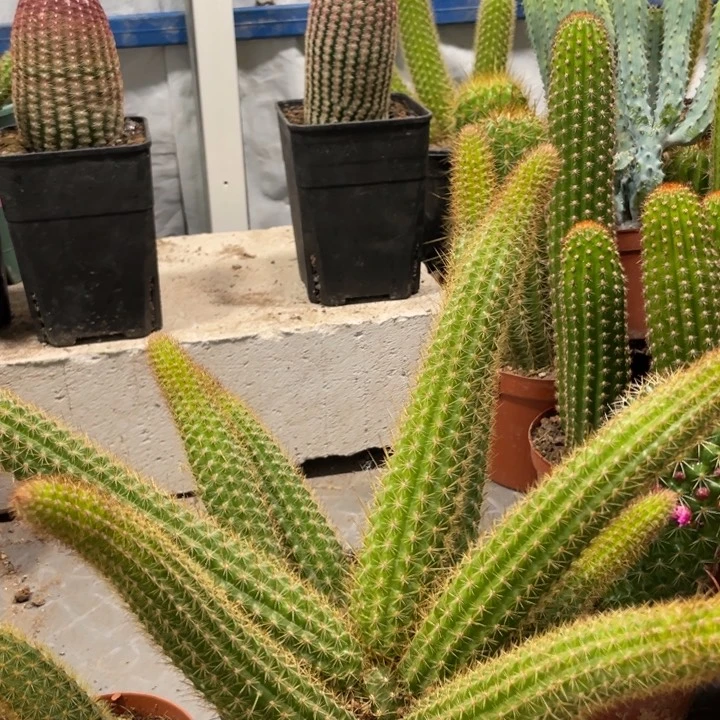 玛丽珍黄群生多头一杯68