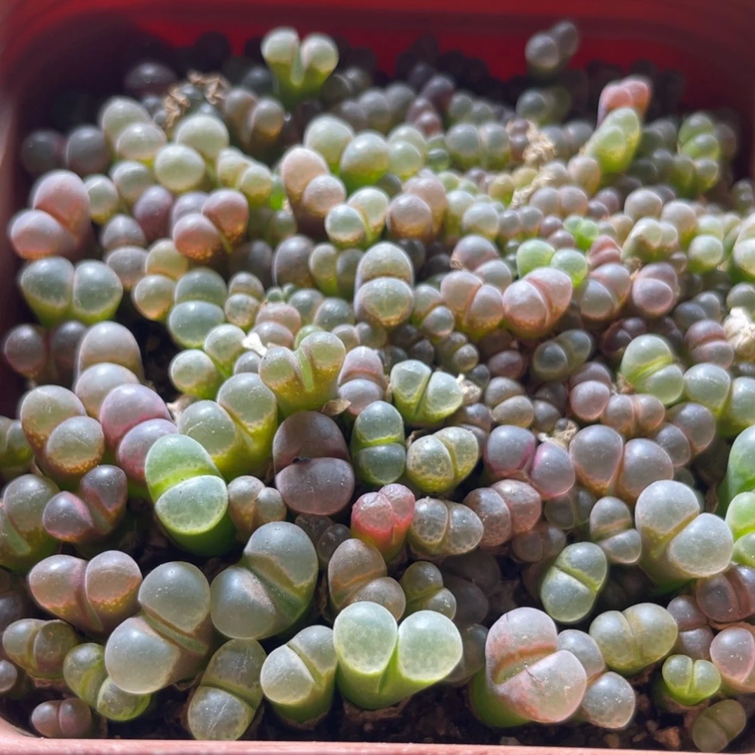 五彩风铃一物一拍～13