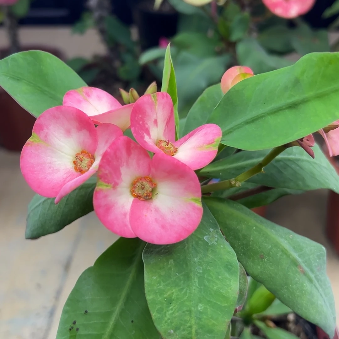 欧泊泰国大花虎刺梅