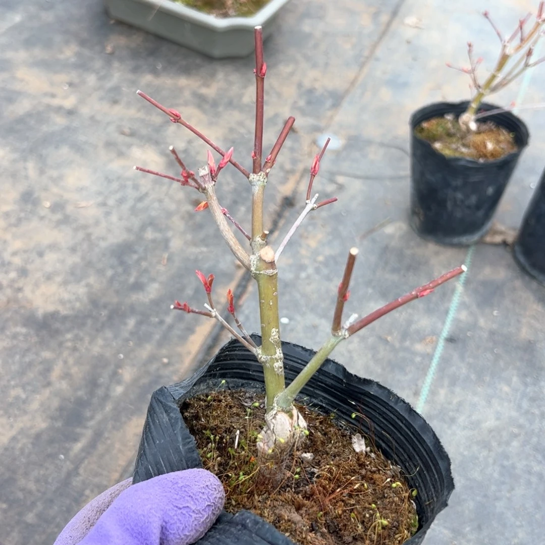 扬****1枫树枫树枫树动人