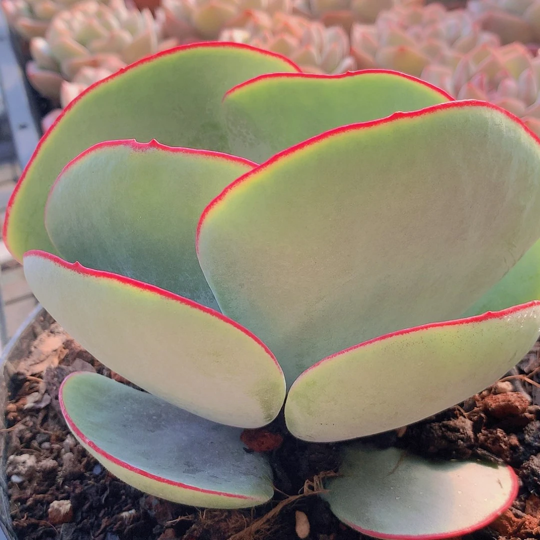 大号白眉235678899900000