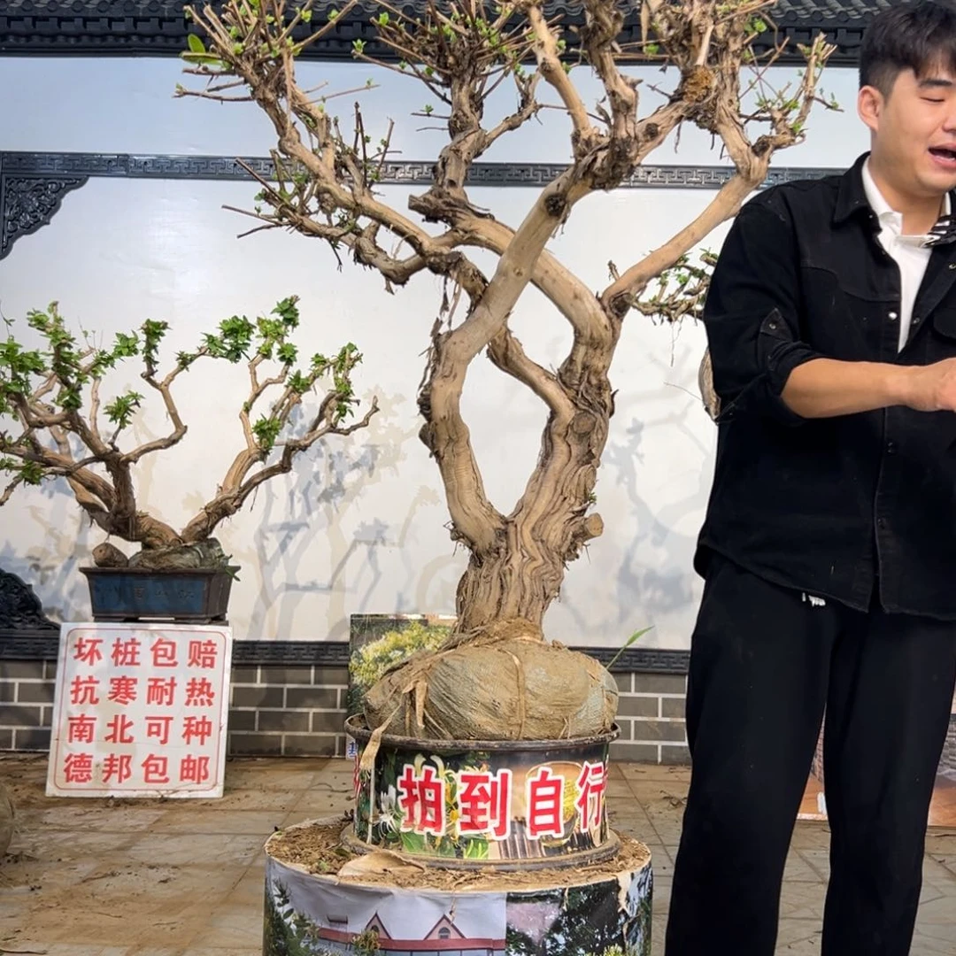完全开放金银花开花395258558