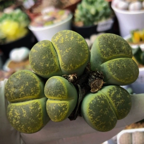 2352，开播福利群如图