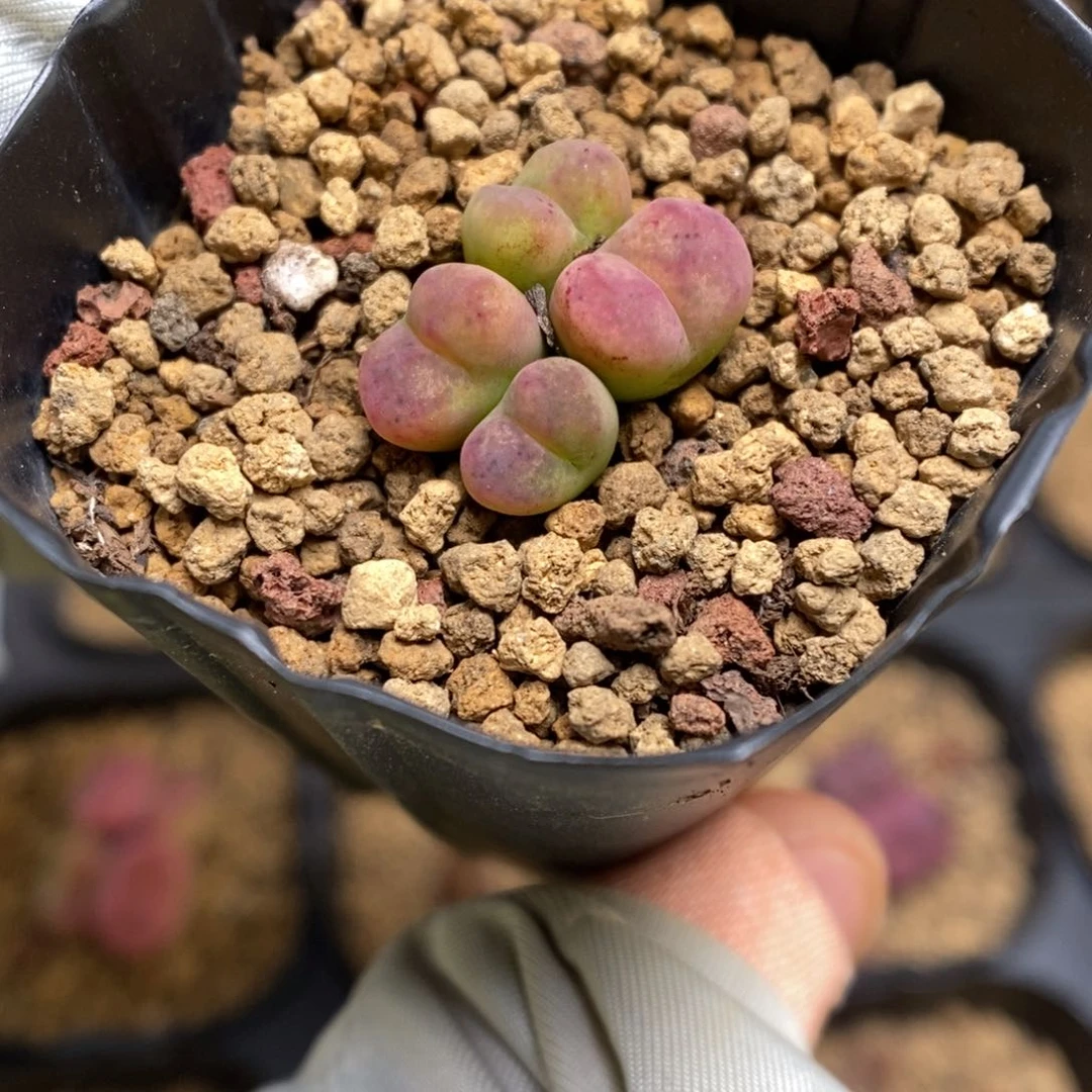 多肉植物肉锥杂交K-3430