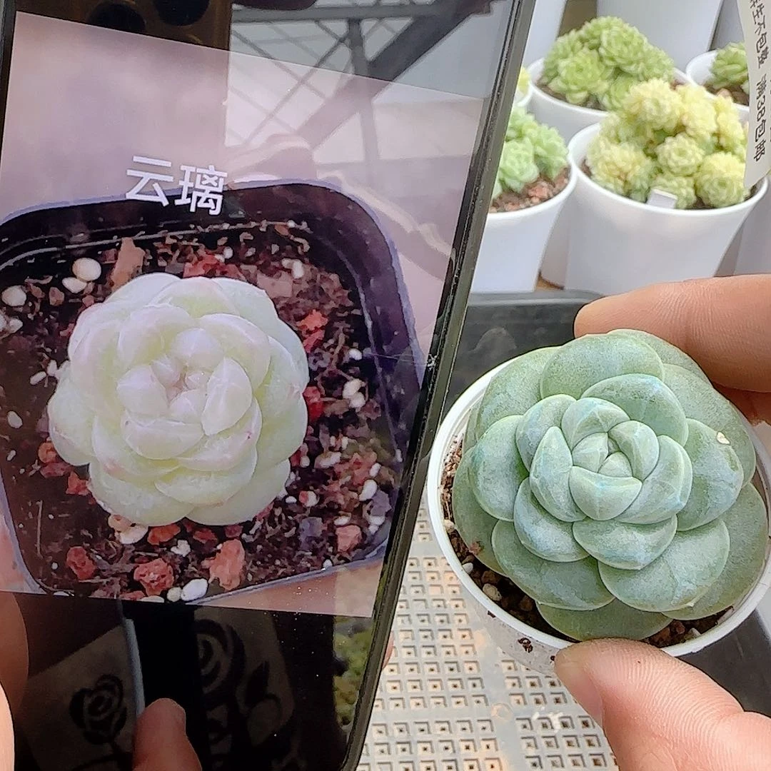 【闪购商品】0927-49（云璃