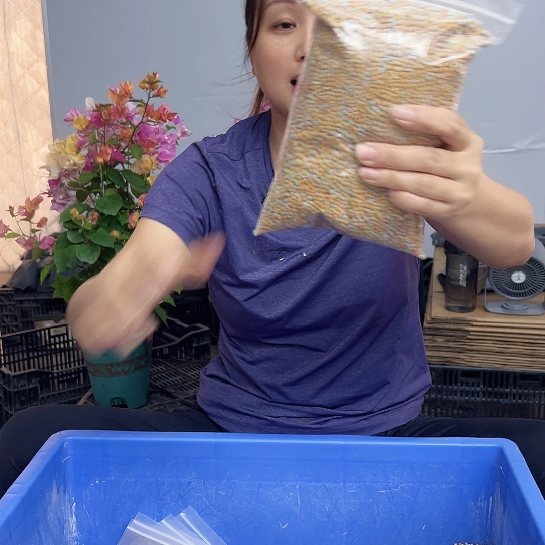 大部分开放少量花苞长效肥3斤