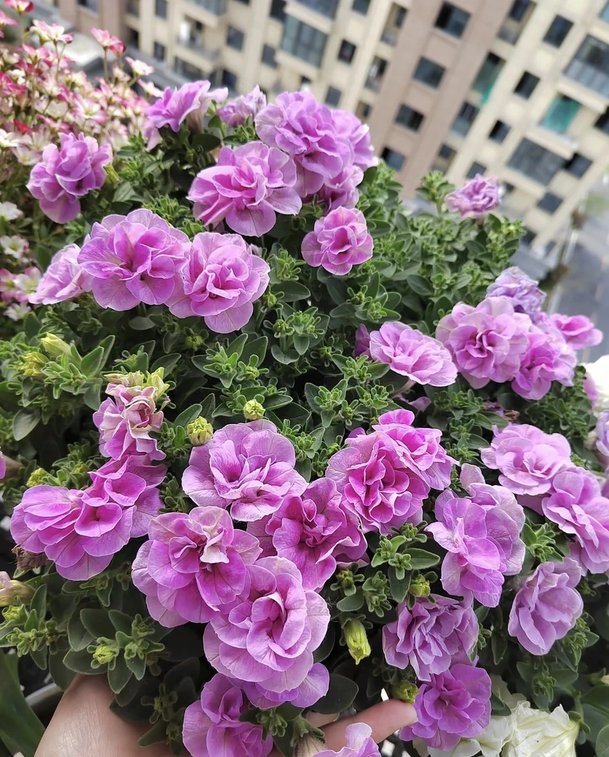 [多色矮牵牛] 120口径盆 带花重瓣垂吊牵牛花四季开花卉庭院阳台