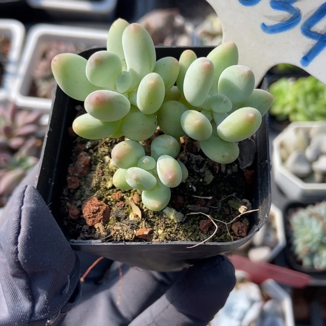 1034三日月奶酪多肉植物提取