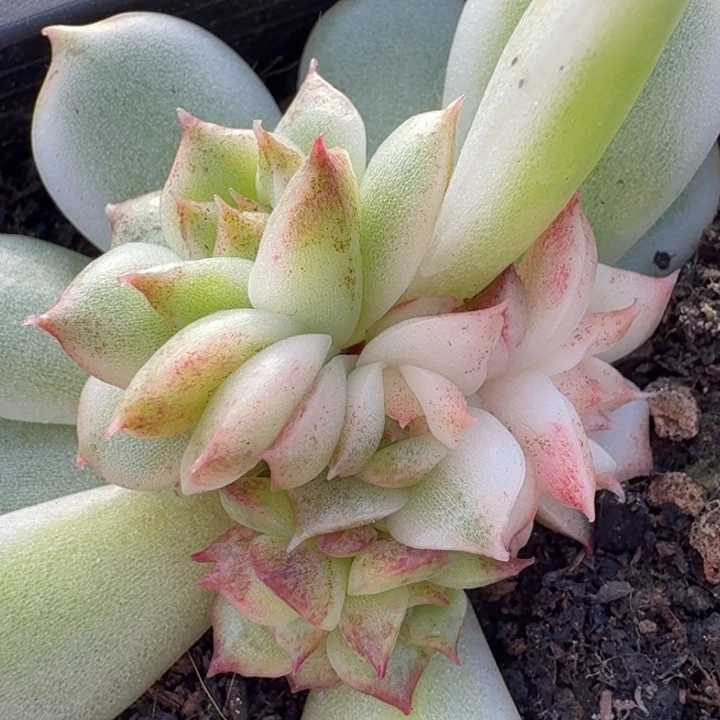 黑水晶锦腹轮锦底座